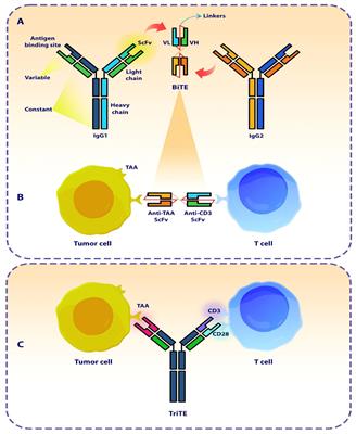 Revolutionizing cancer treatment: the power of bi- and tri-specific T-cell engagers in oncolytic virotherapy